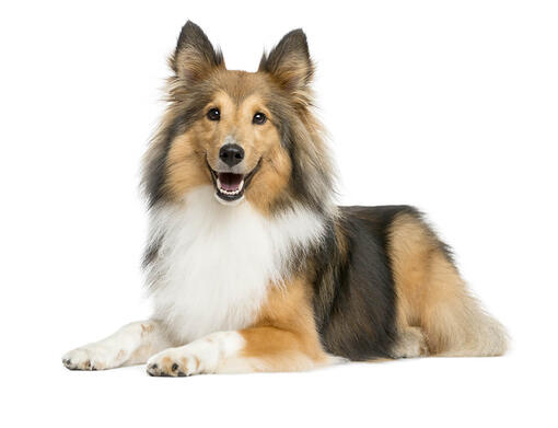 Shetland sheepdog service sales dog